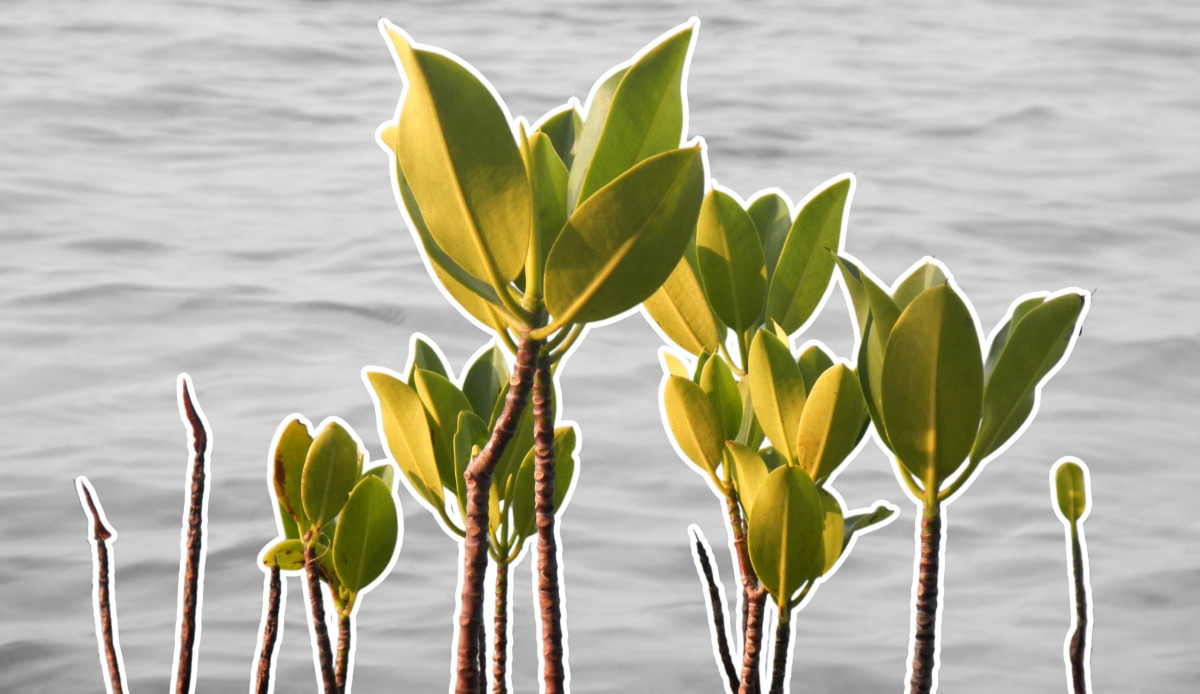 Hutan Mangrove Kaltim