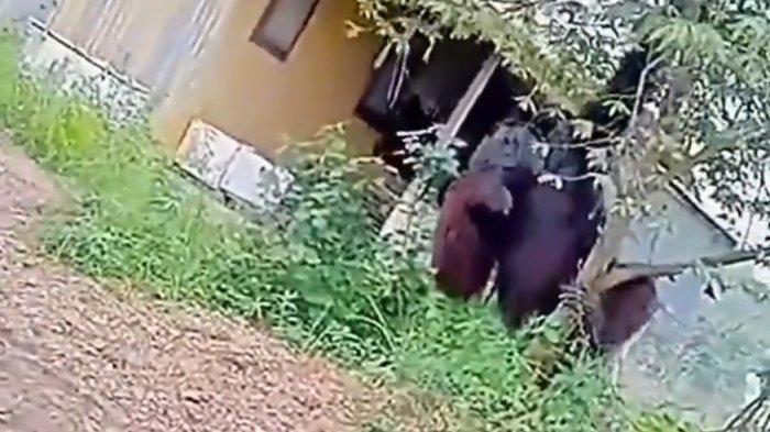 Orang Utan Viral