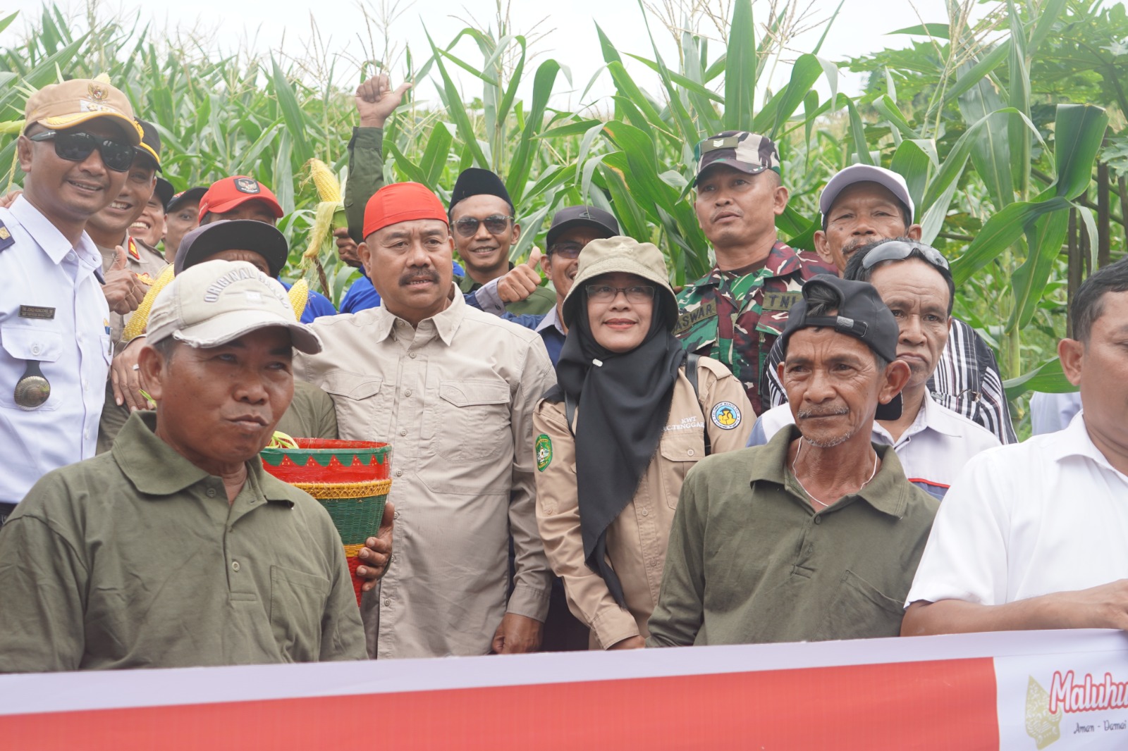 Panen Jagung